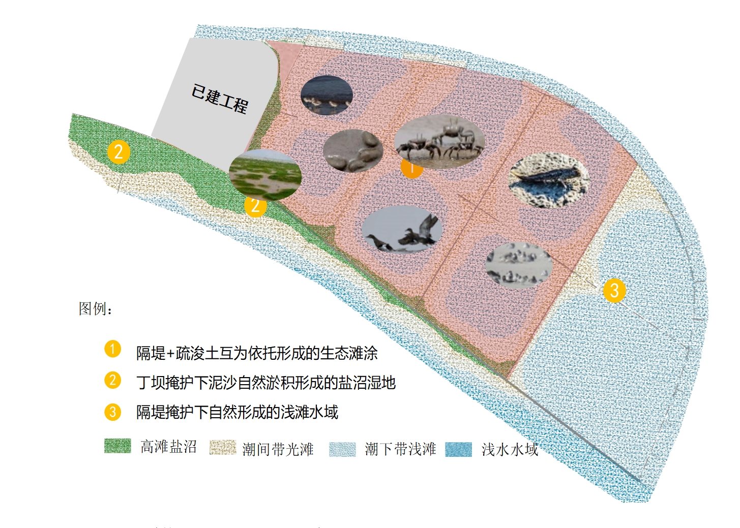 横沙浅滩生态蜕变:生境营造开启长江生态保护新篇章